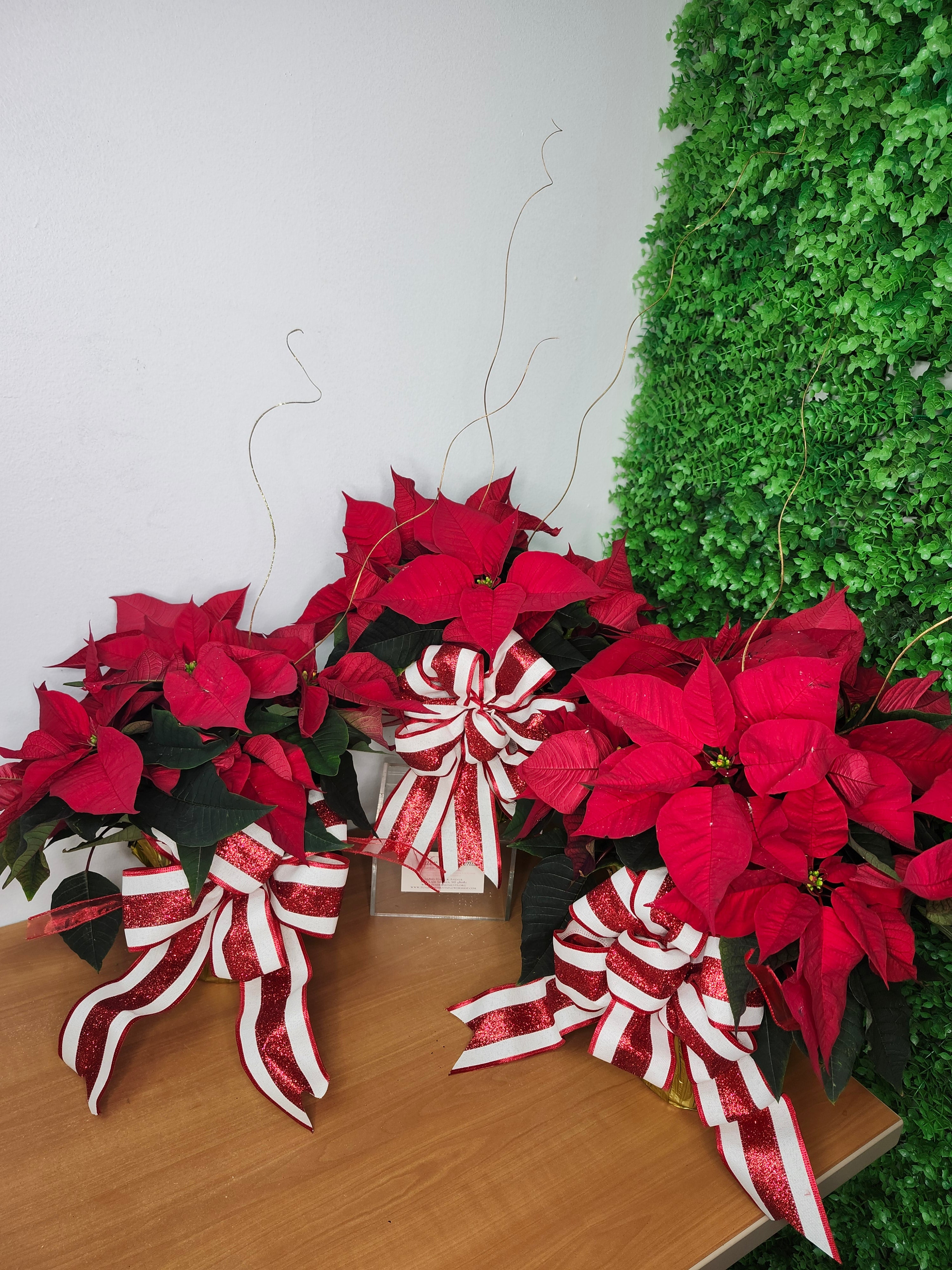 Winter Red Poinsettia | Special Offer