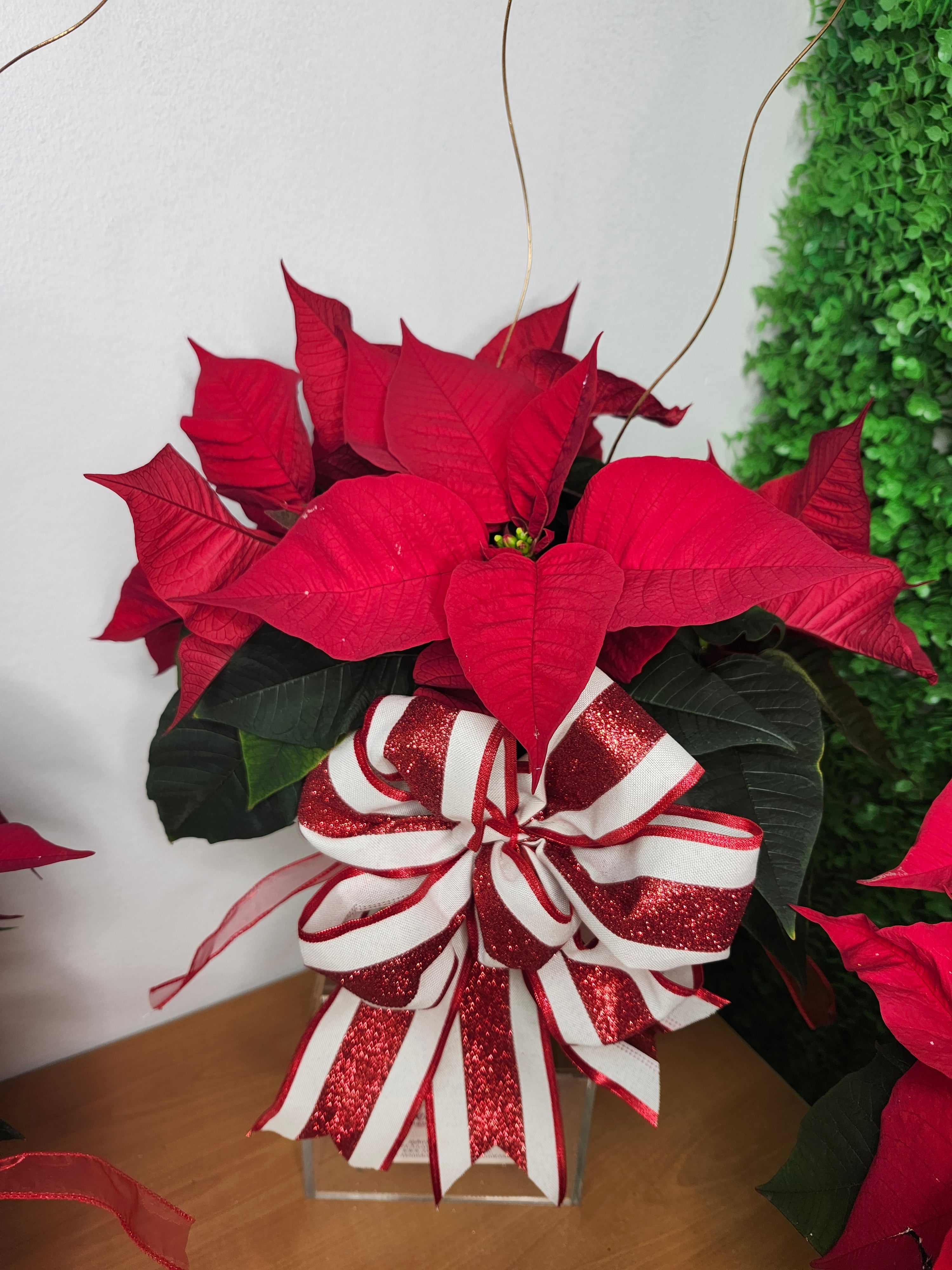 Winter Red Poinsettia | Special Offer