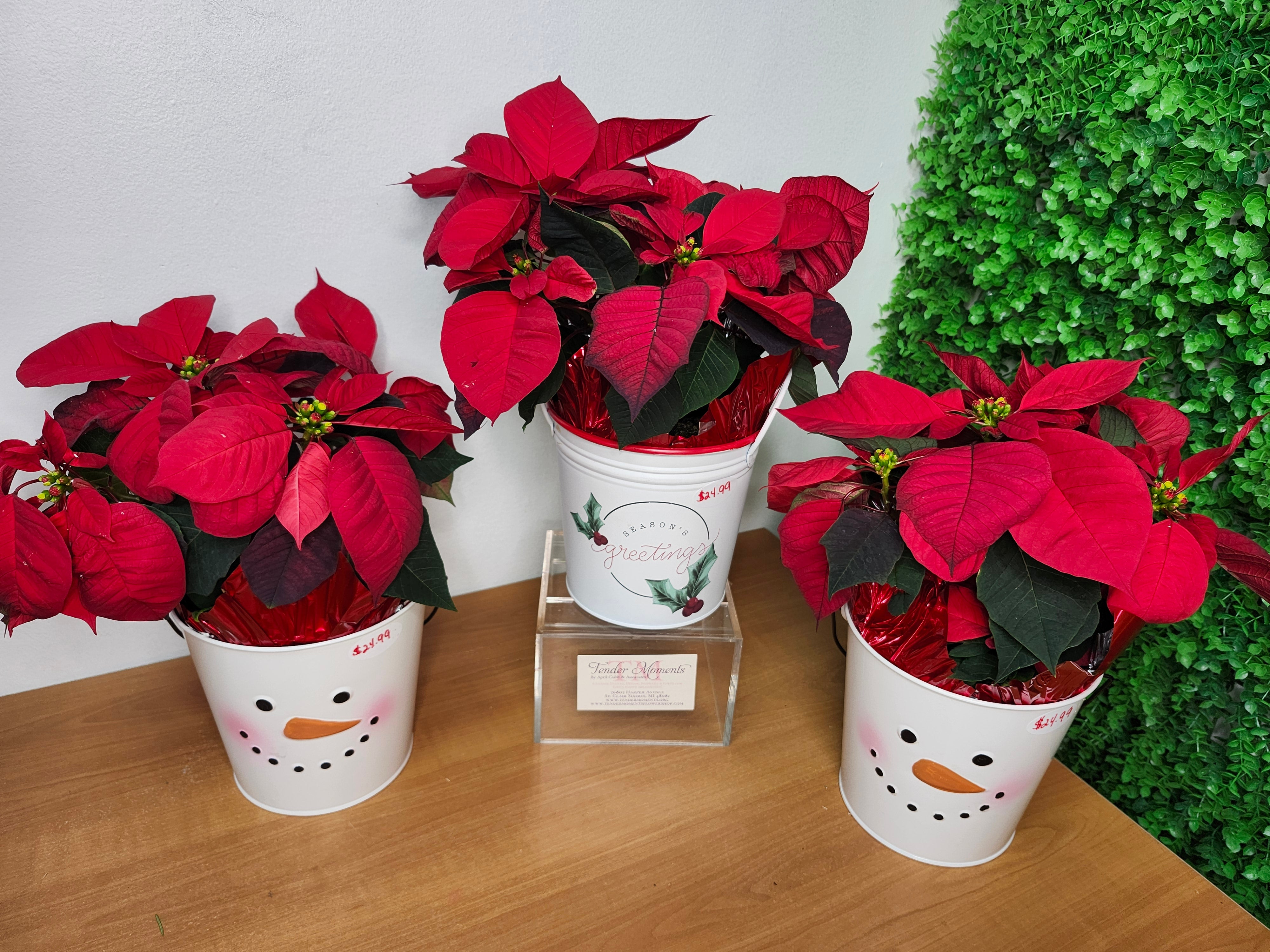 Winter Red Poinsettia in Holiday Tin