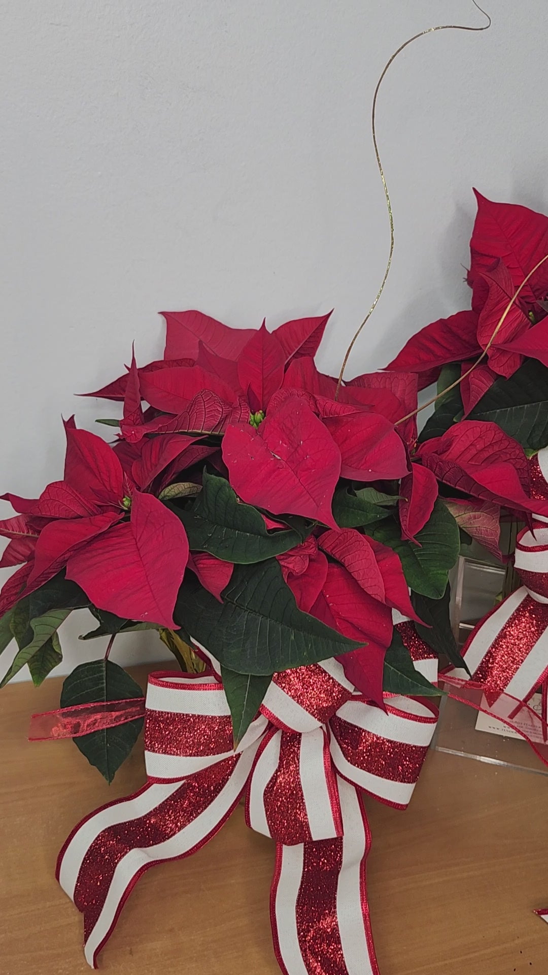 Winter Red Poinsettia | Special Offer
